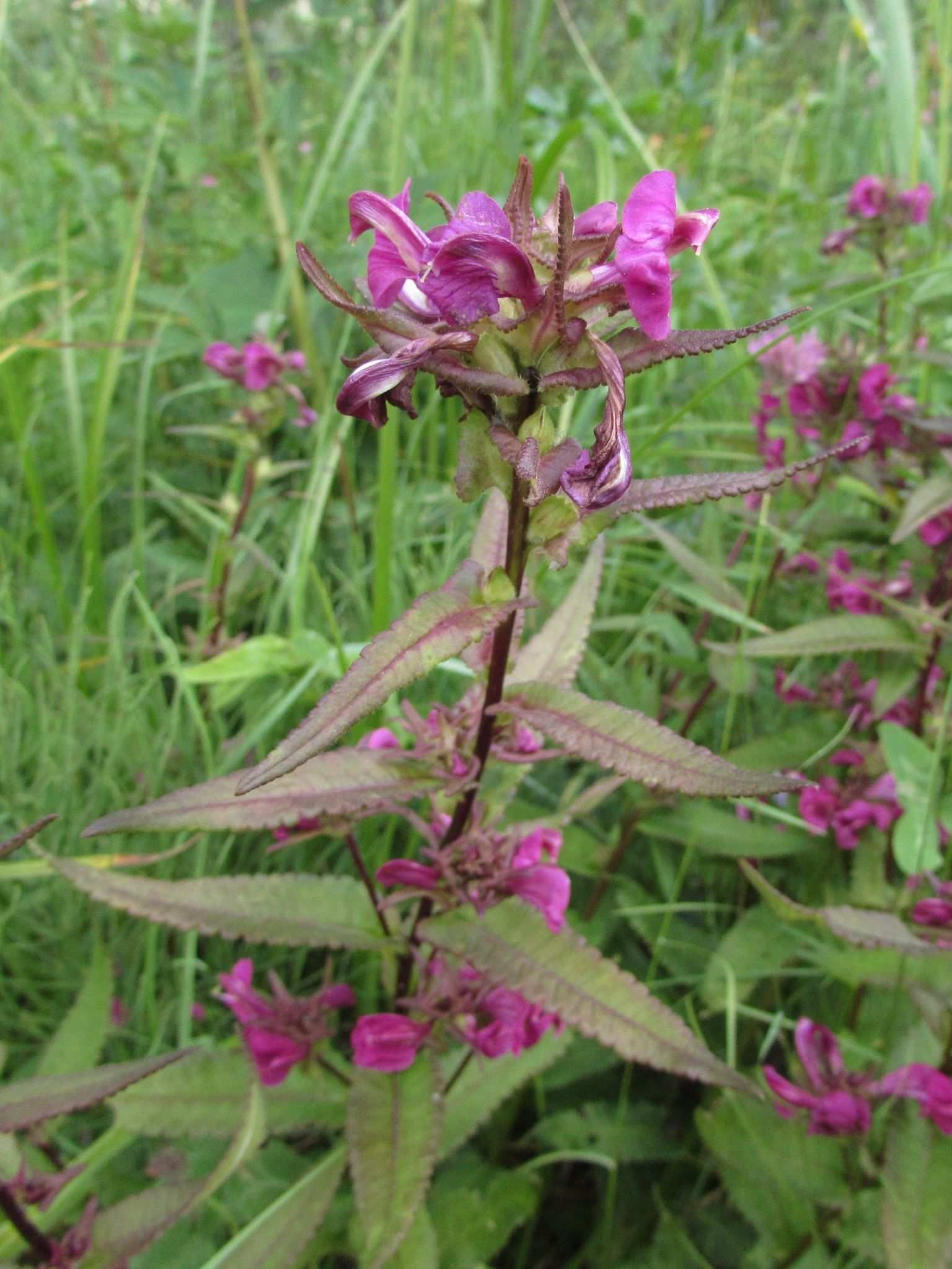 Pedicularis resupinata