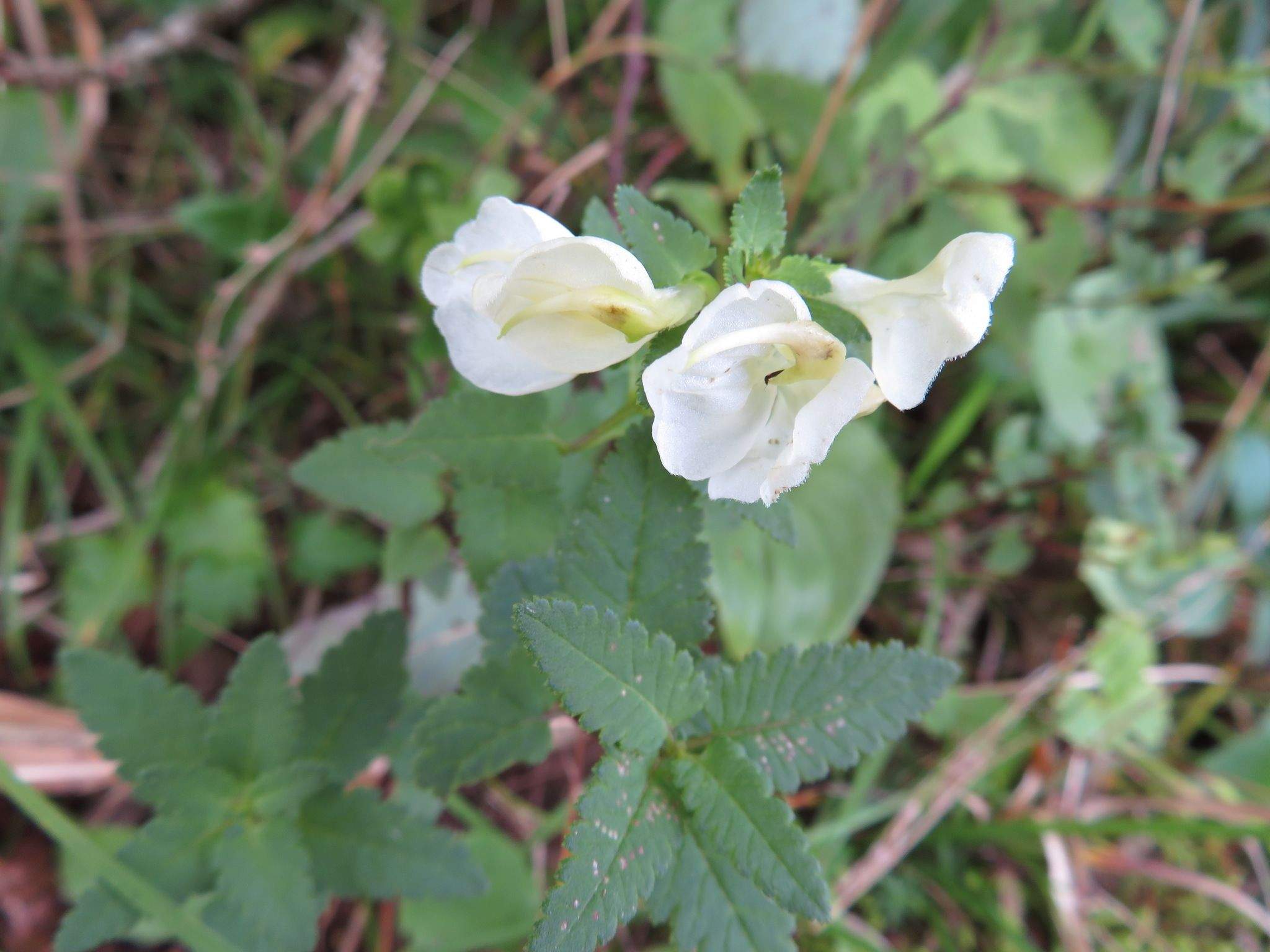 Pedicularis yezoensis