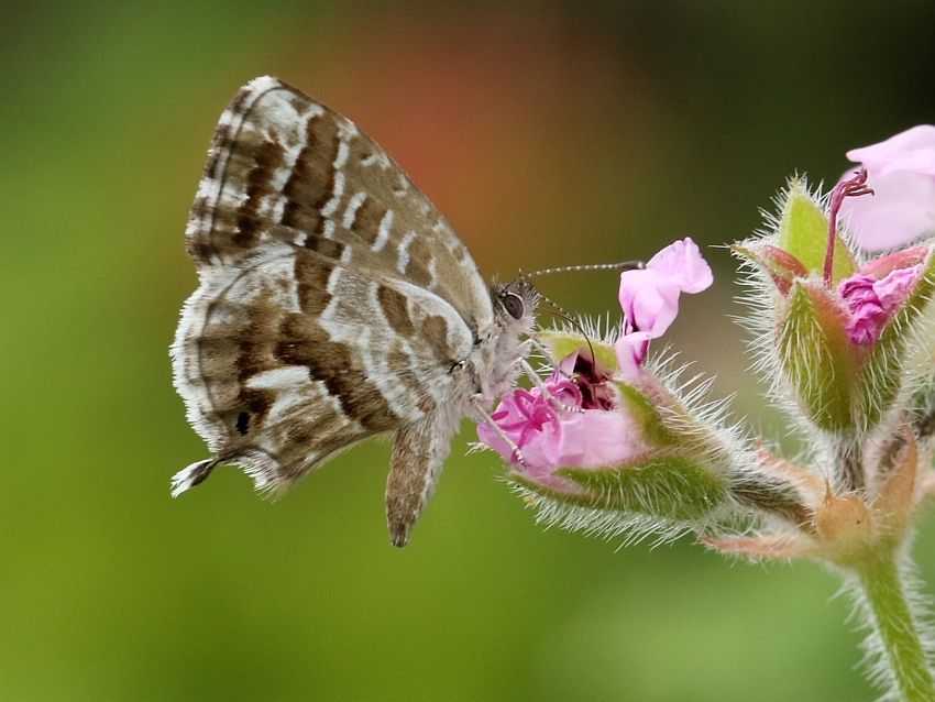 Pelargonium
