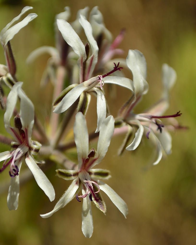 Pelargonium auritum