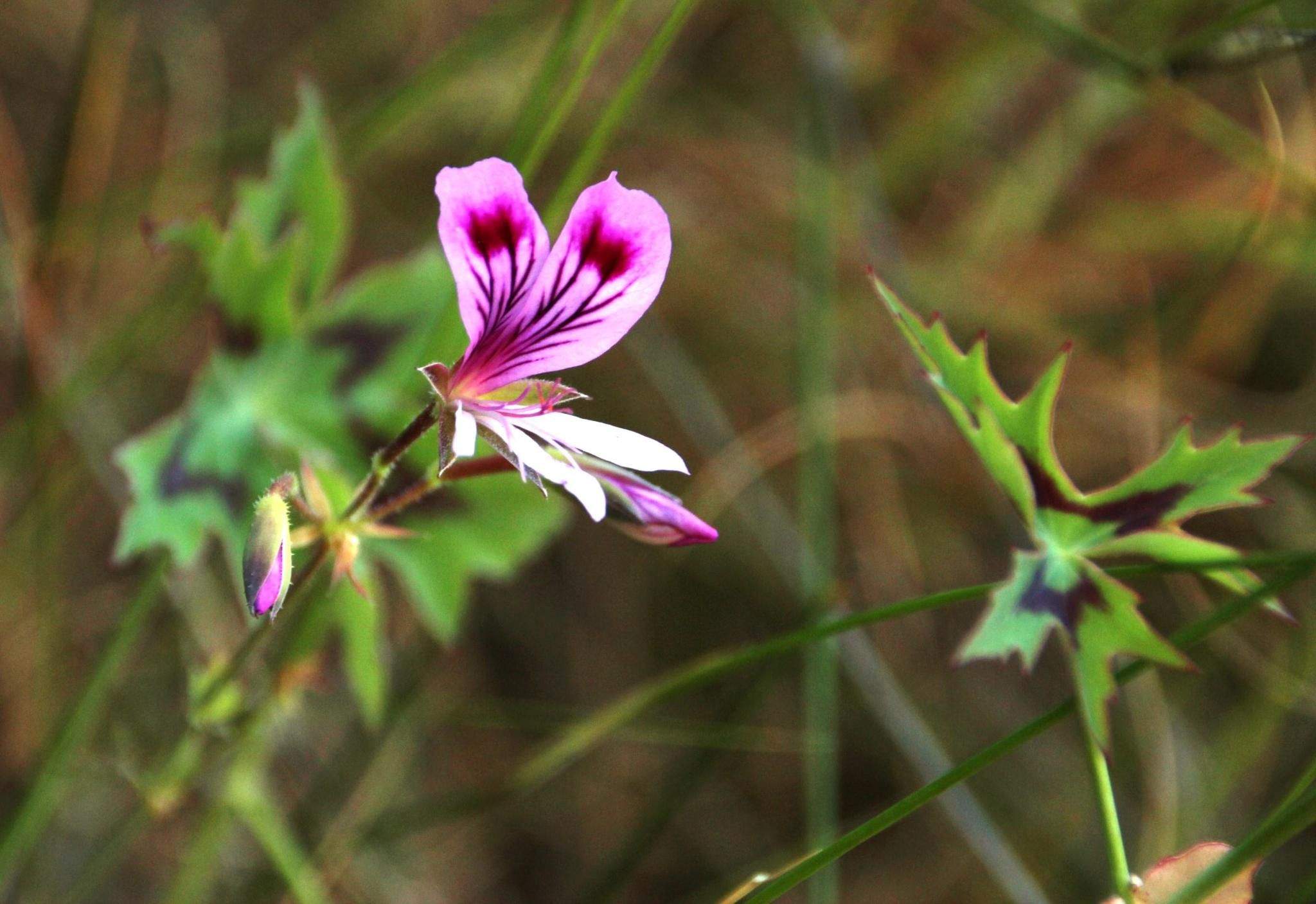Pelargonium grandiflorum