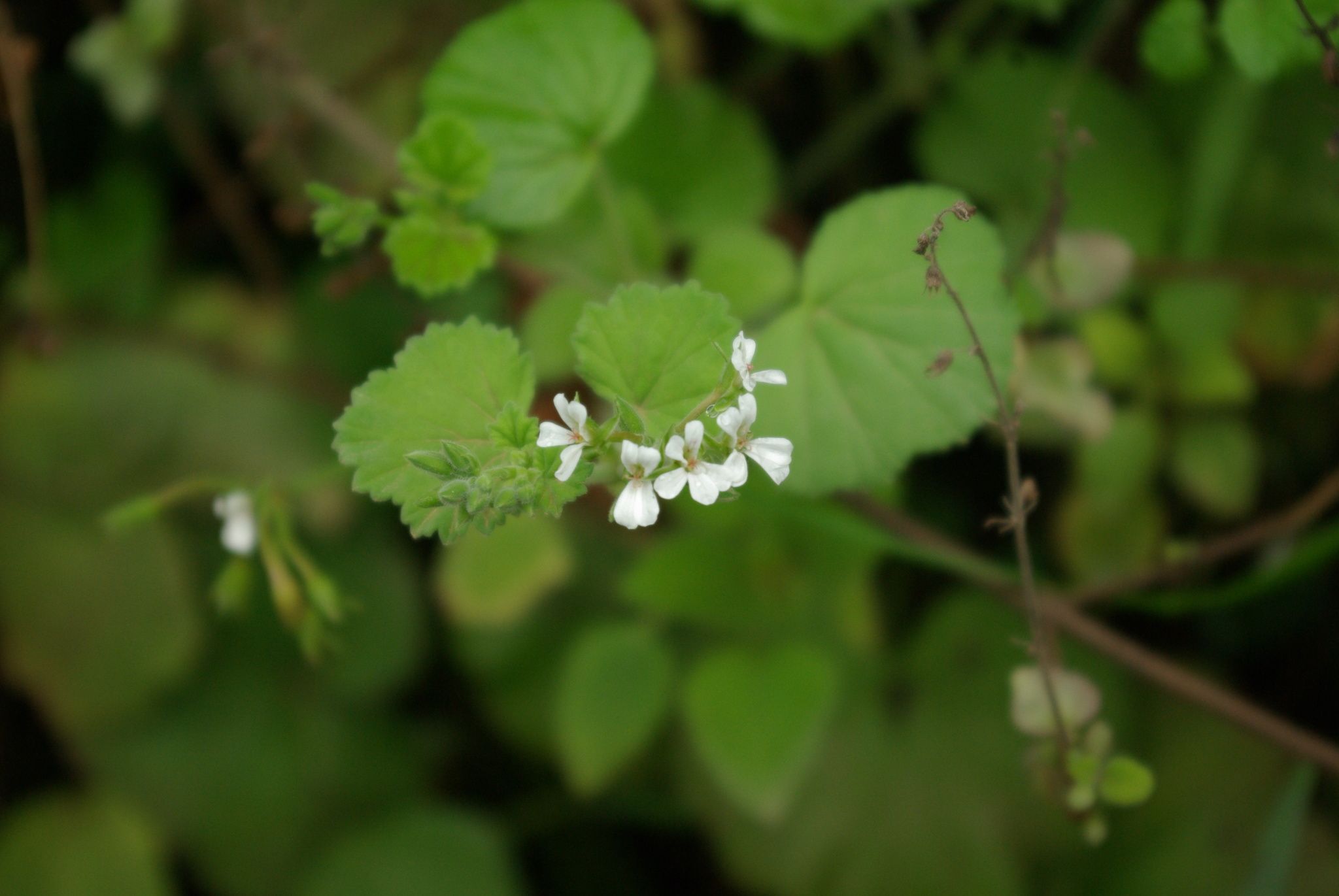 Pelargonium odoratissimum