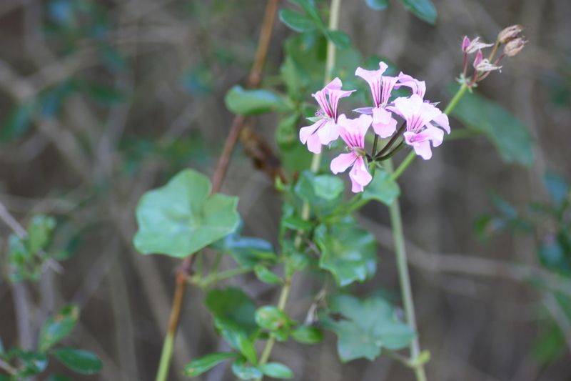 Pelargonium peltatum