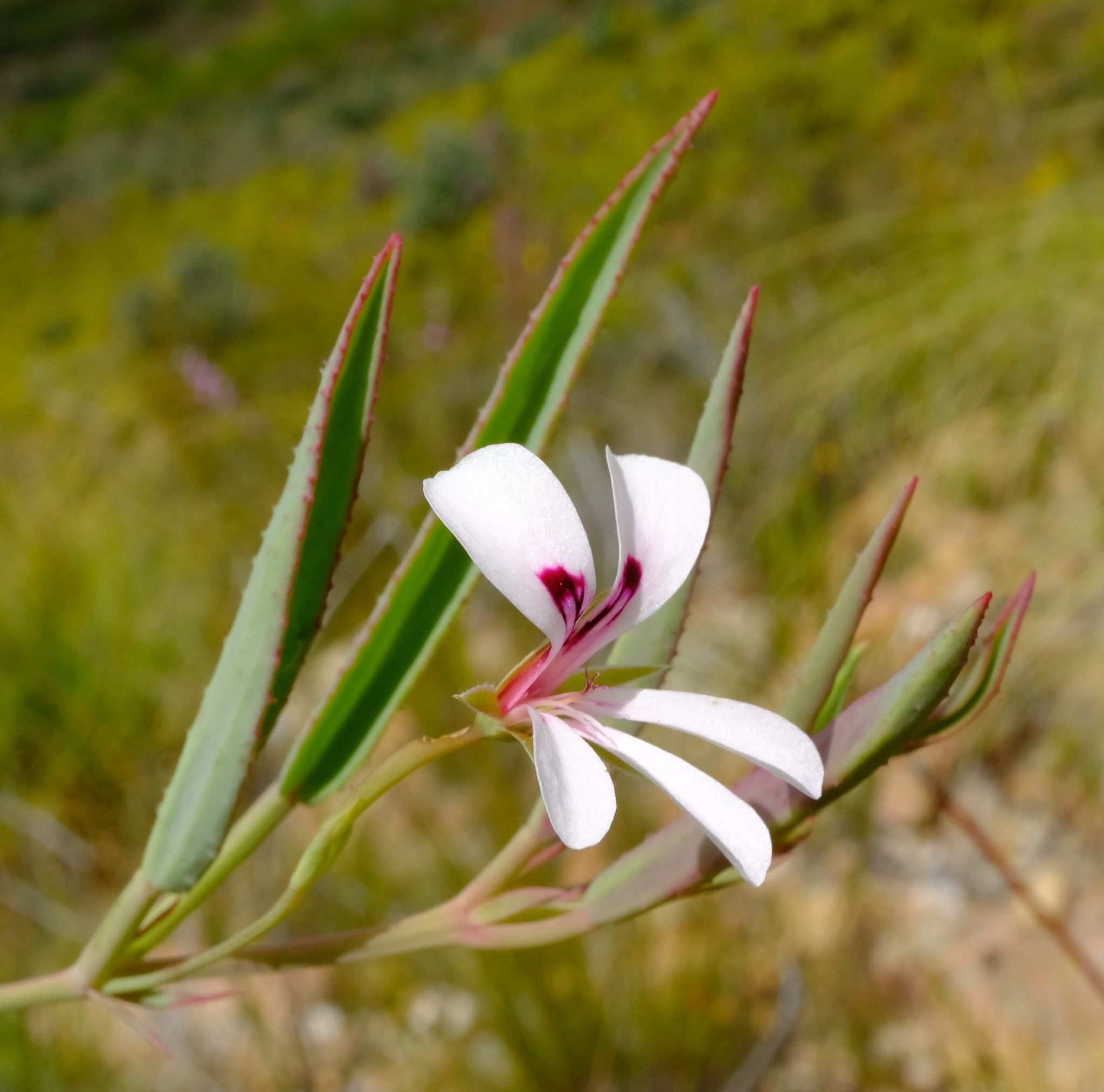 Pelargonium sp.