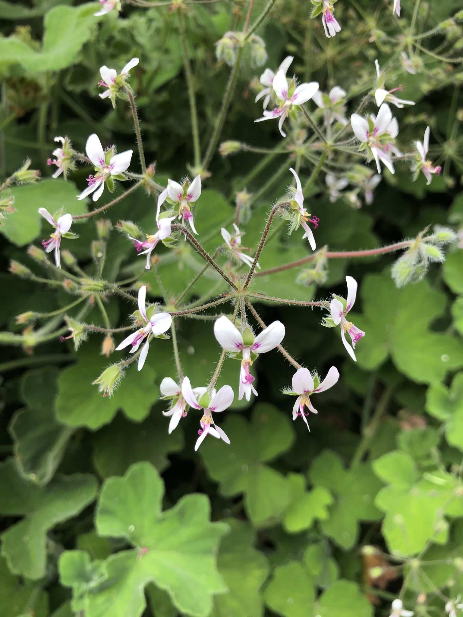 Pelargonium tomentosum