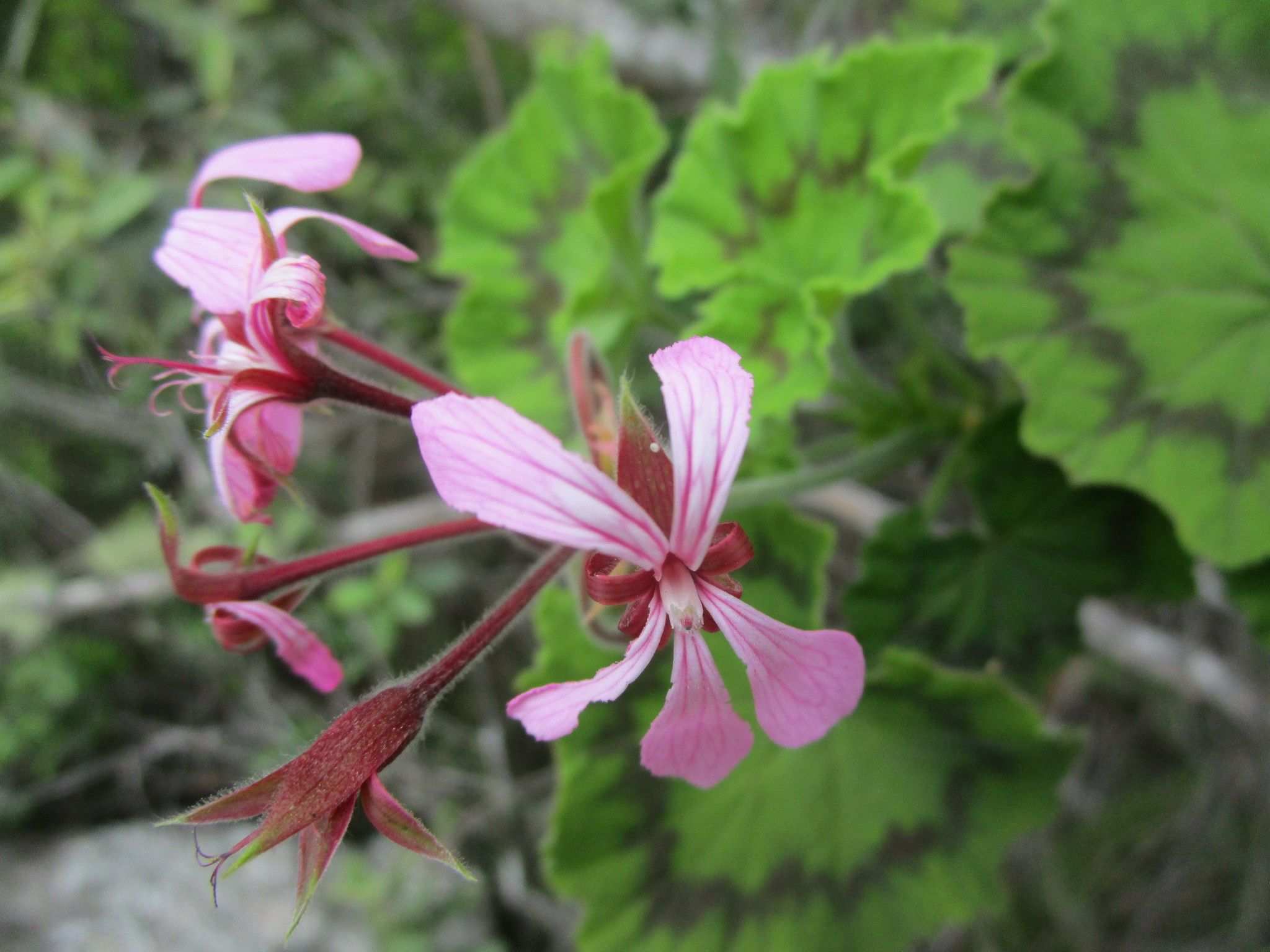 Pelargonium zonale