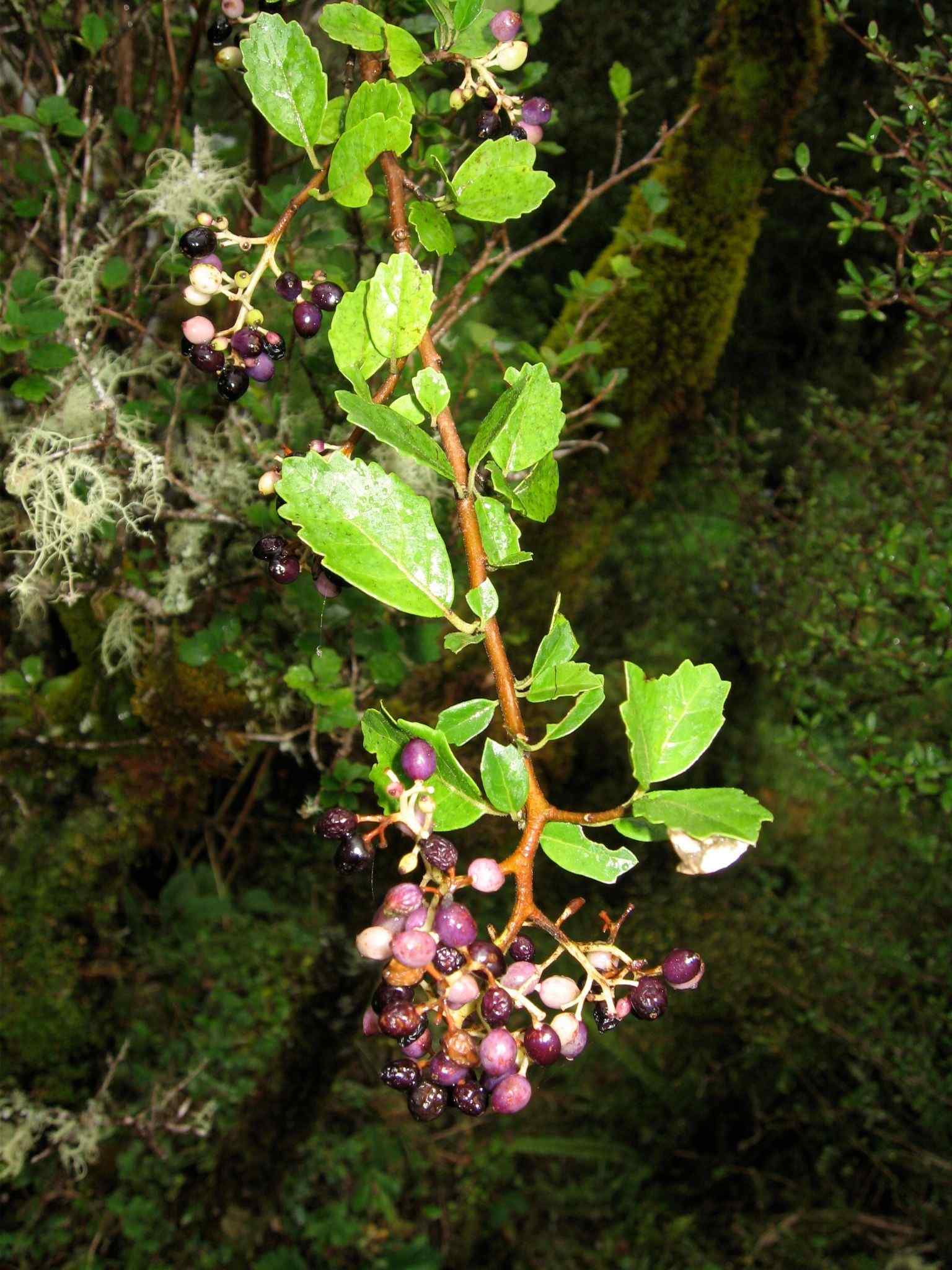 Pennantia corymbosa