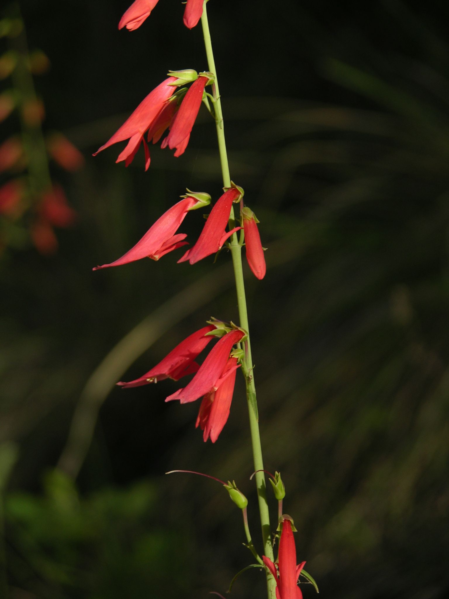 Penstemon barbatus