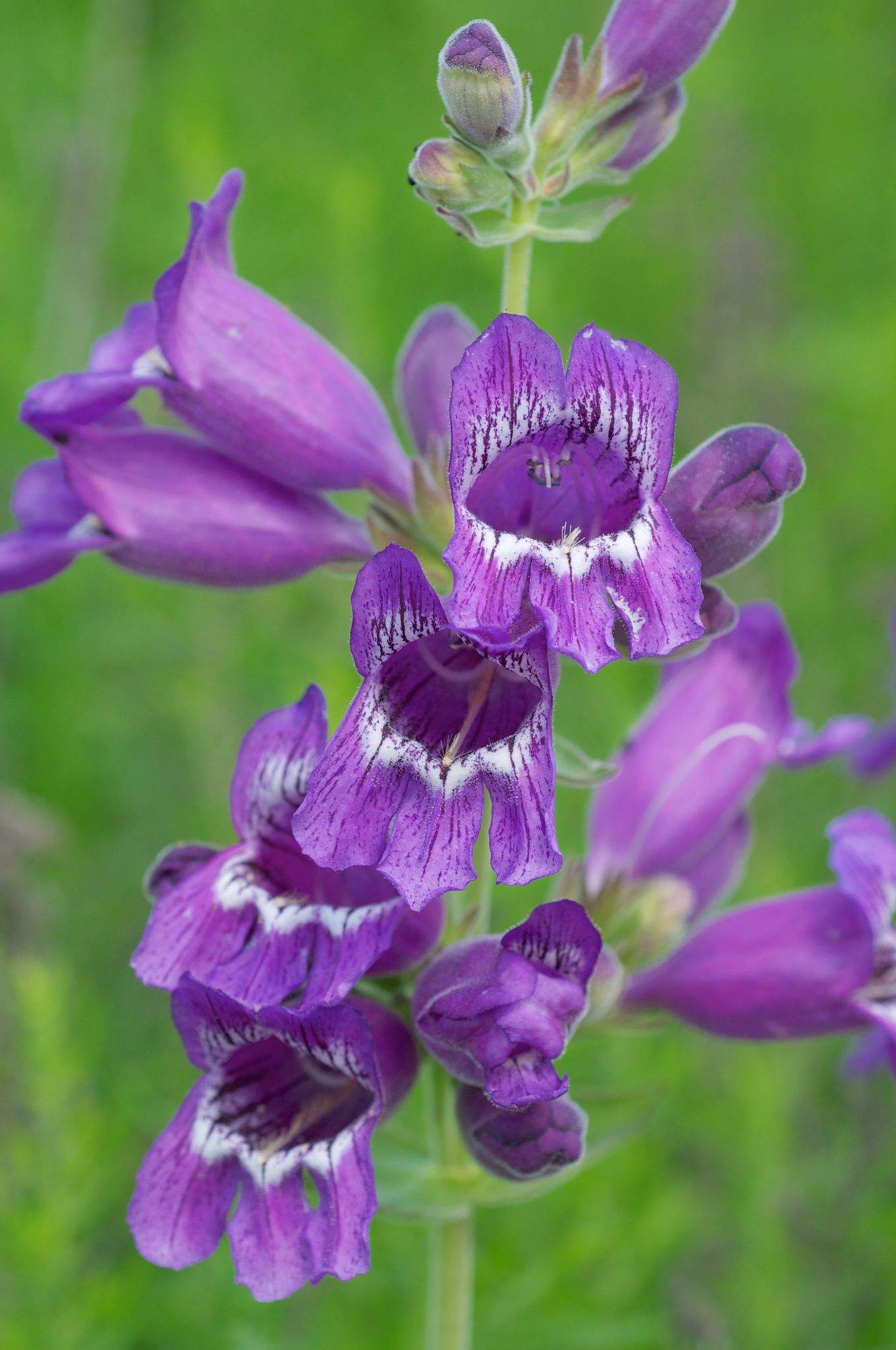 Penstemon cobaea