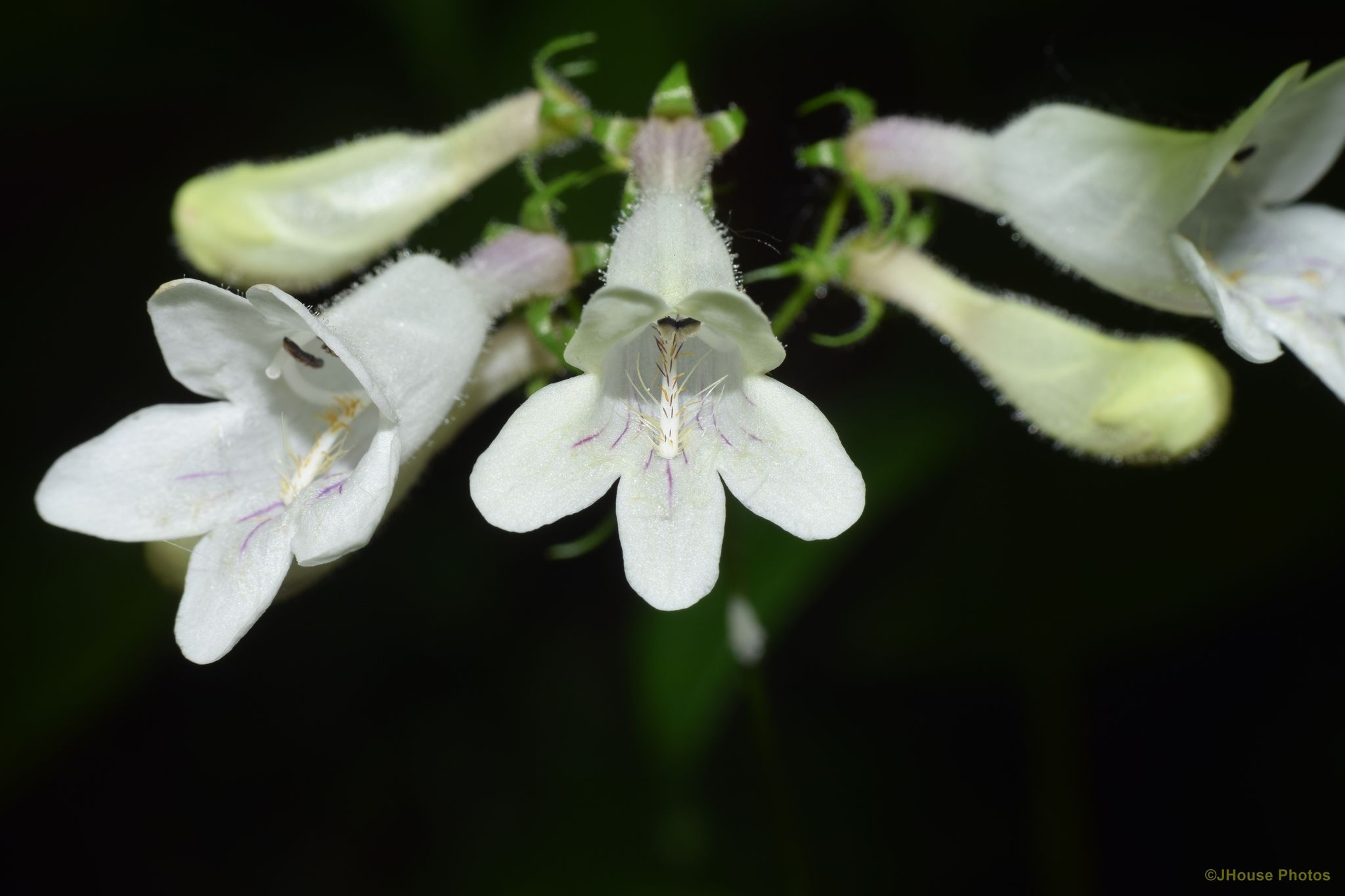 Penstemon digitalis