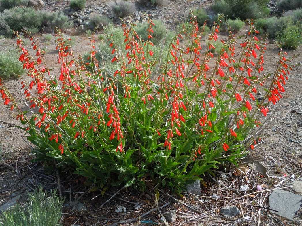 Penstemon eatonii