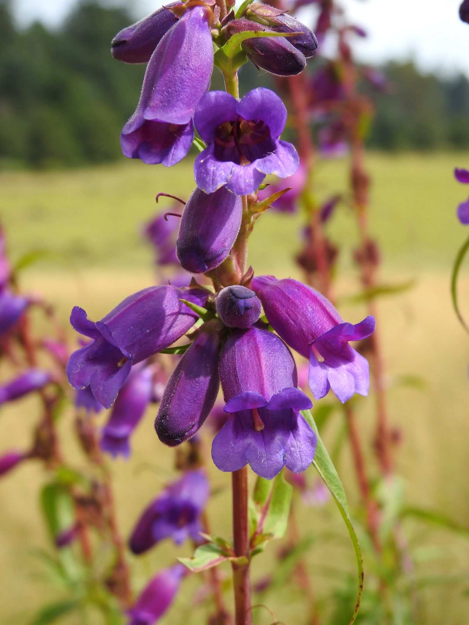 Penstemon gentianoides