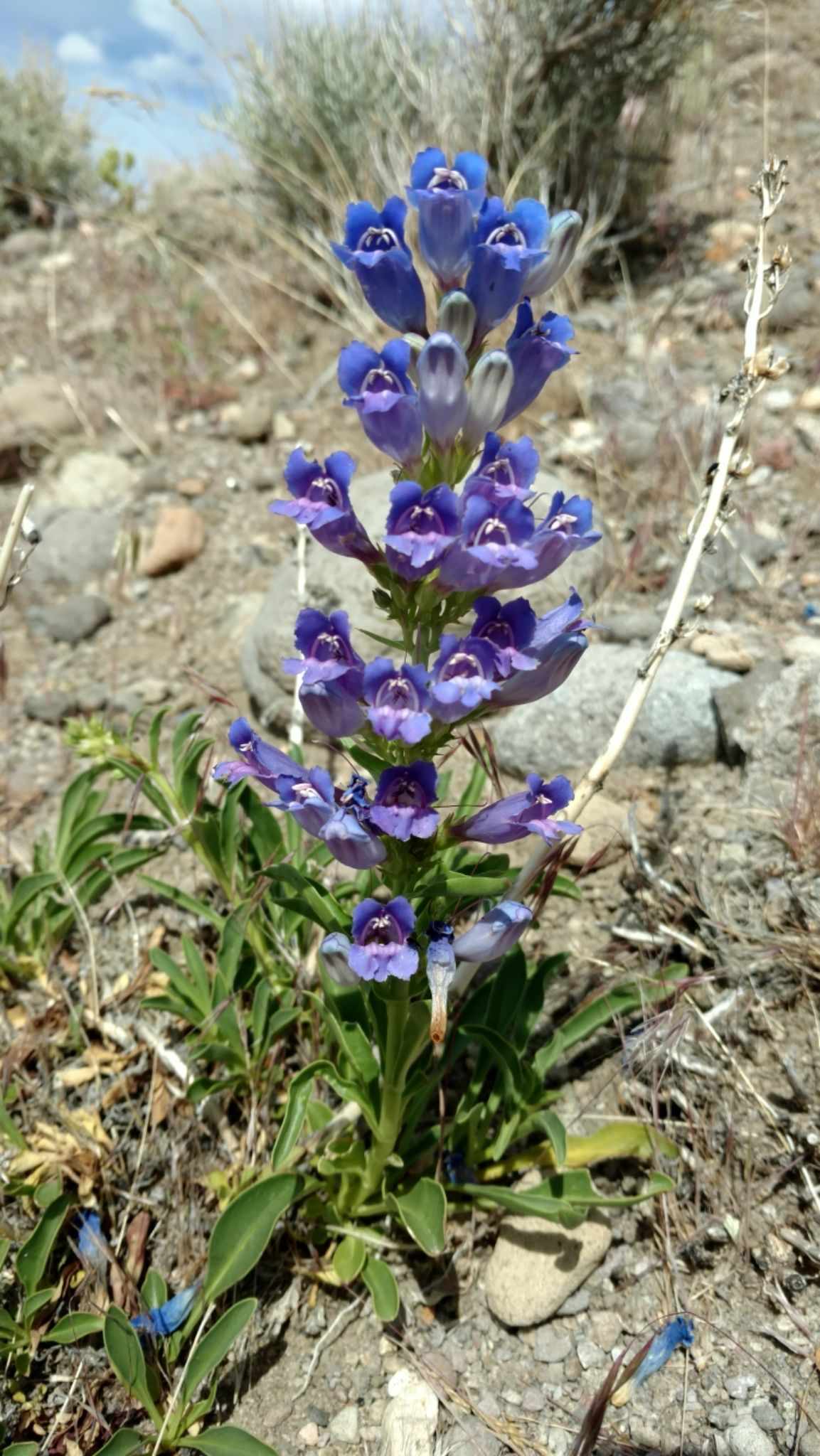 Penstemon glaber