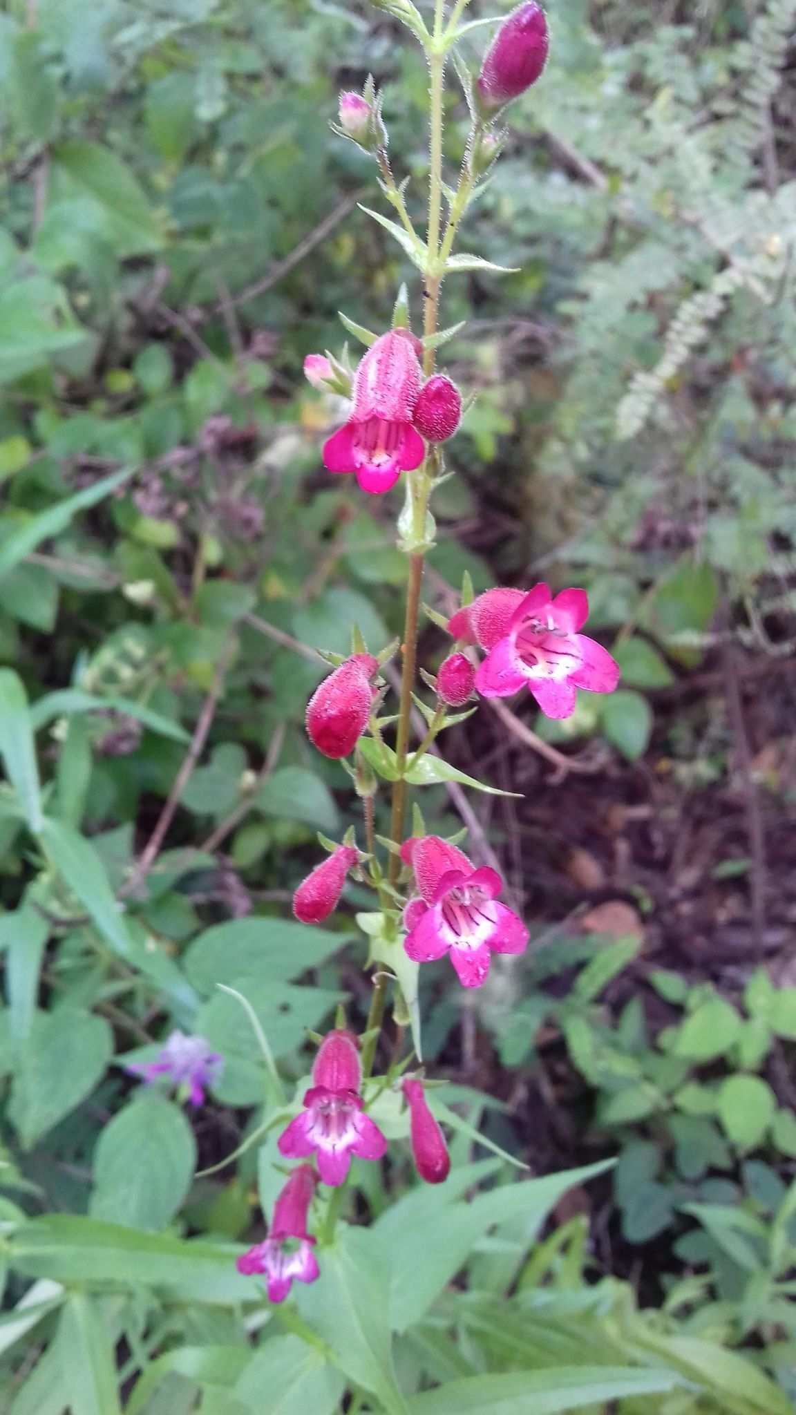 Penstemon hartwegii