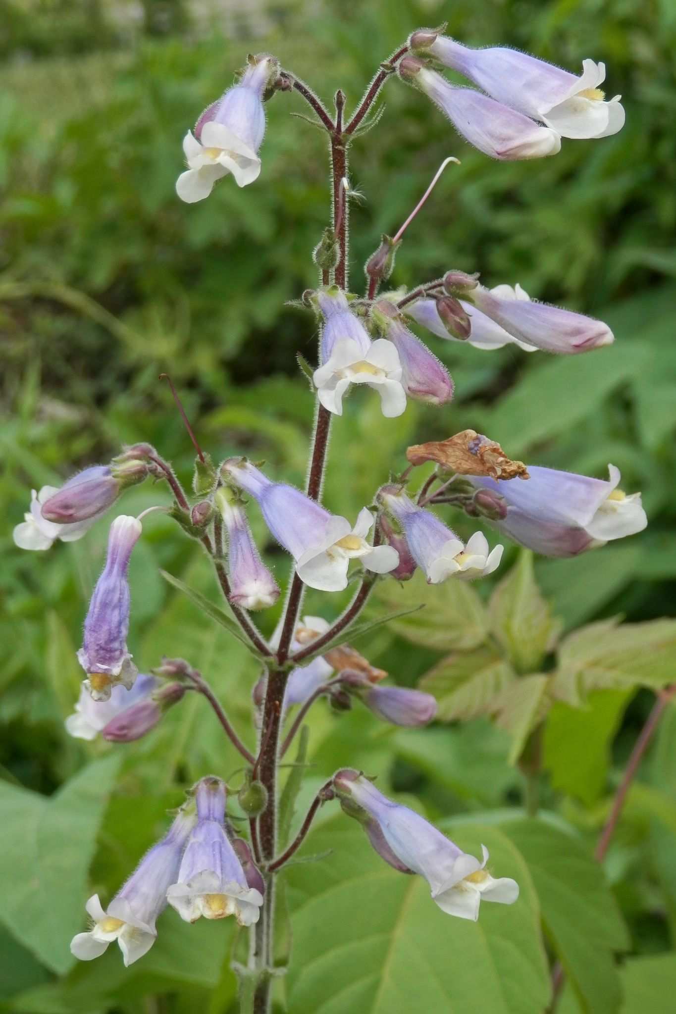 Penstemon hirsutus