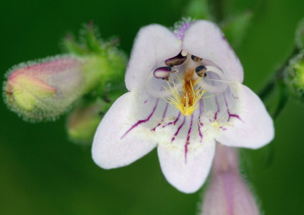 Penstemon laevigatus