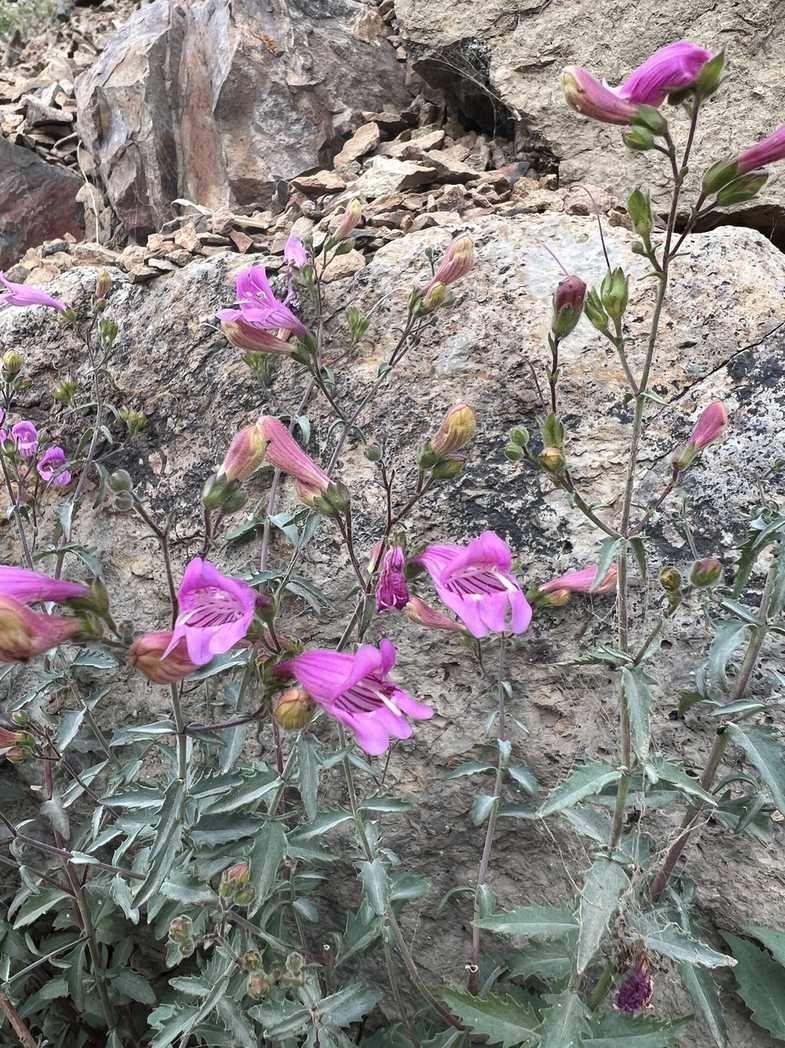 Penstemon richardsonii