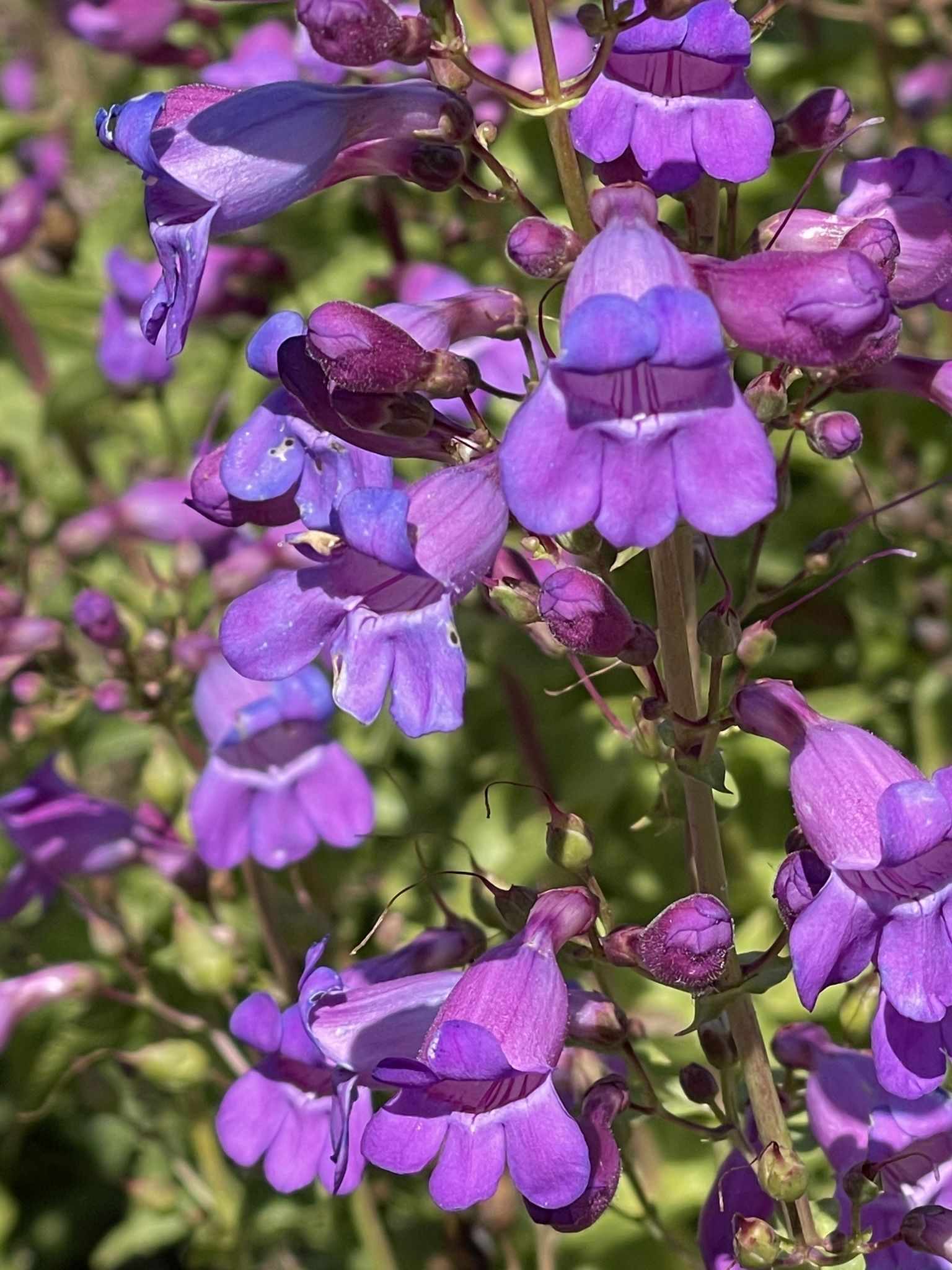 Penstemon sp.