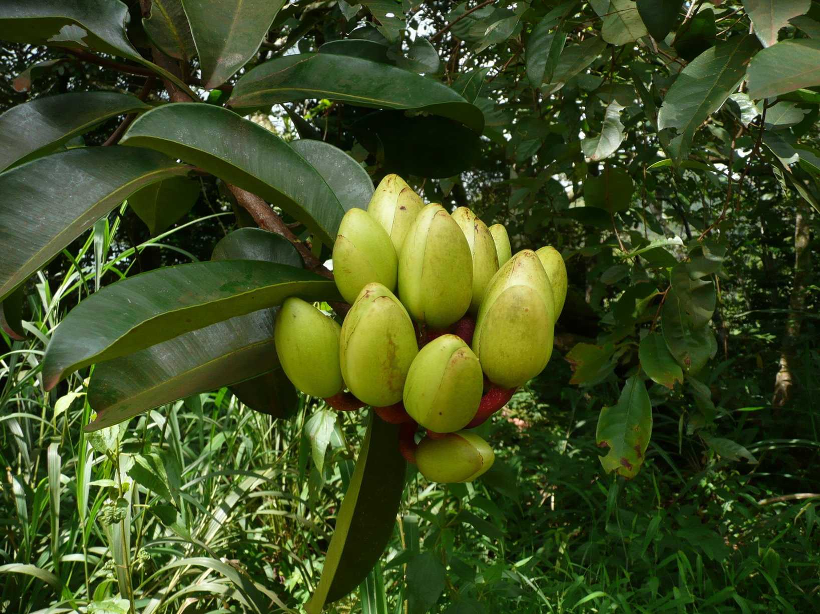 Pentadesma butyracea