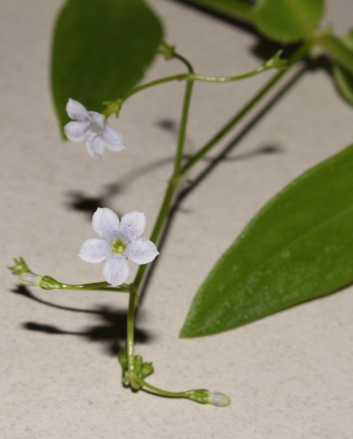 Pentodon pentandrus