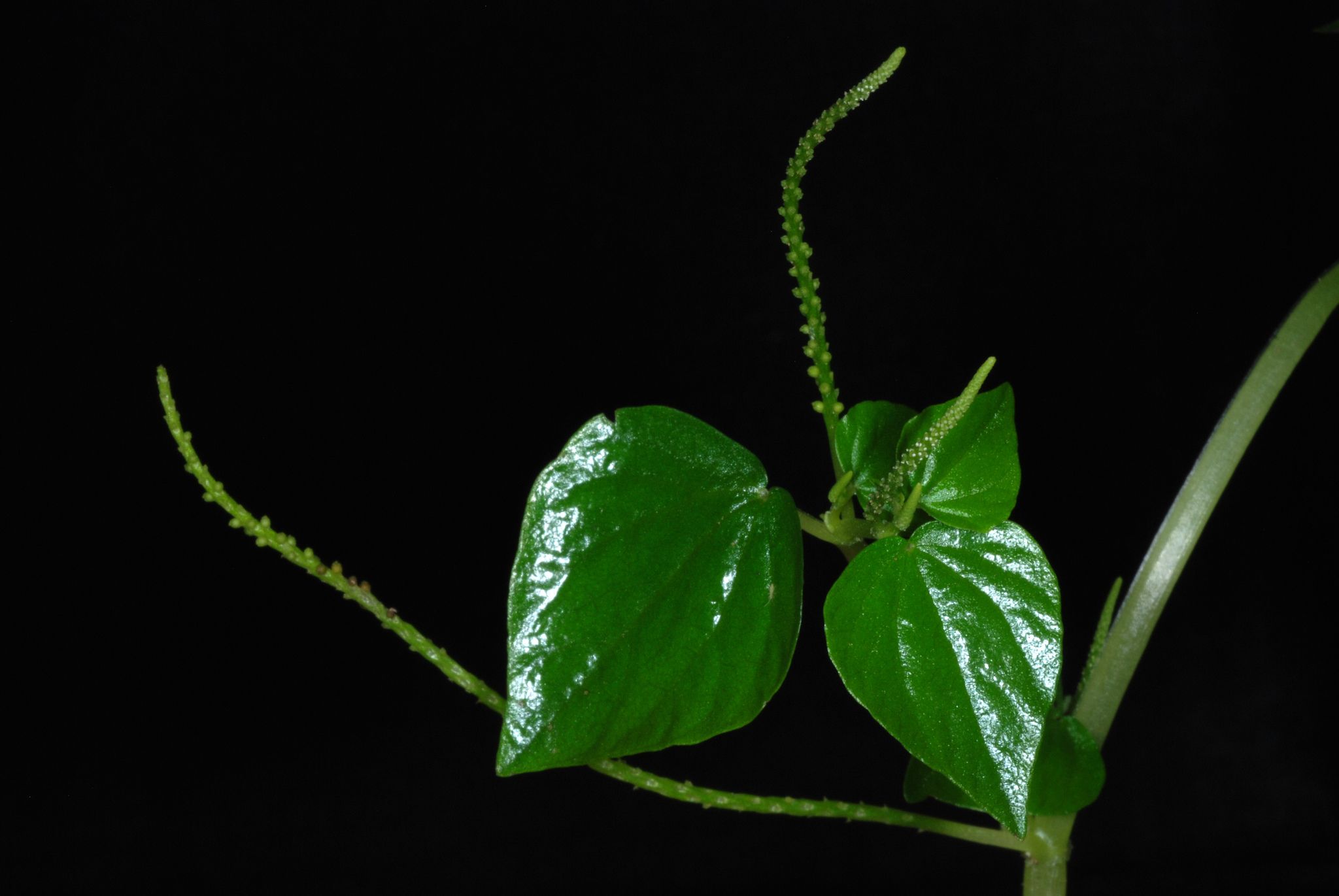 Peperomia pellucida