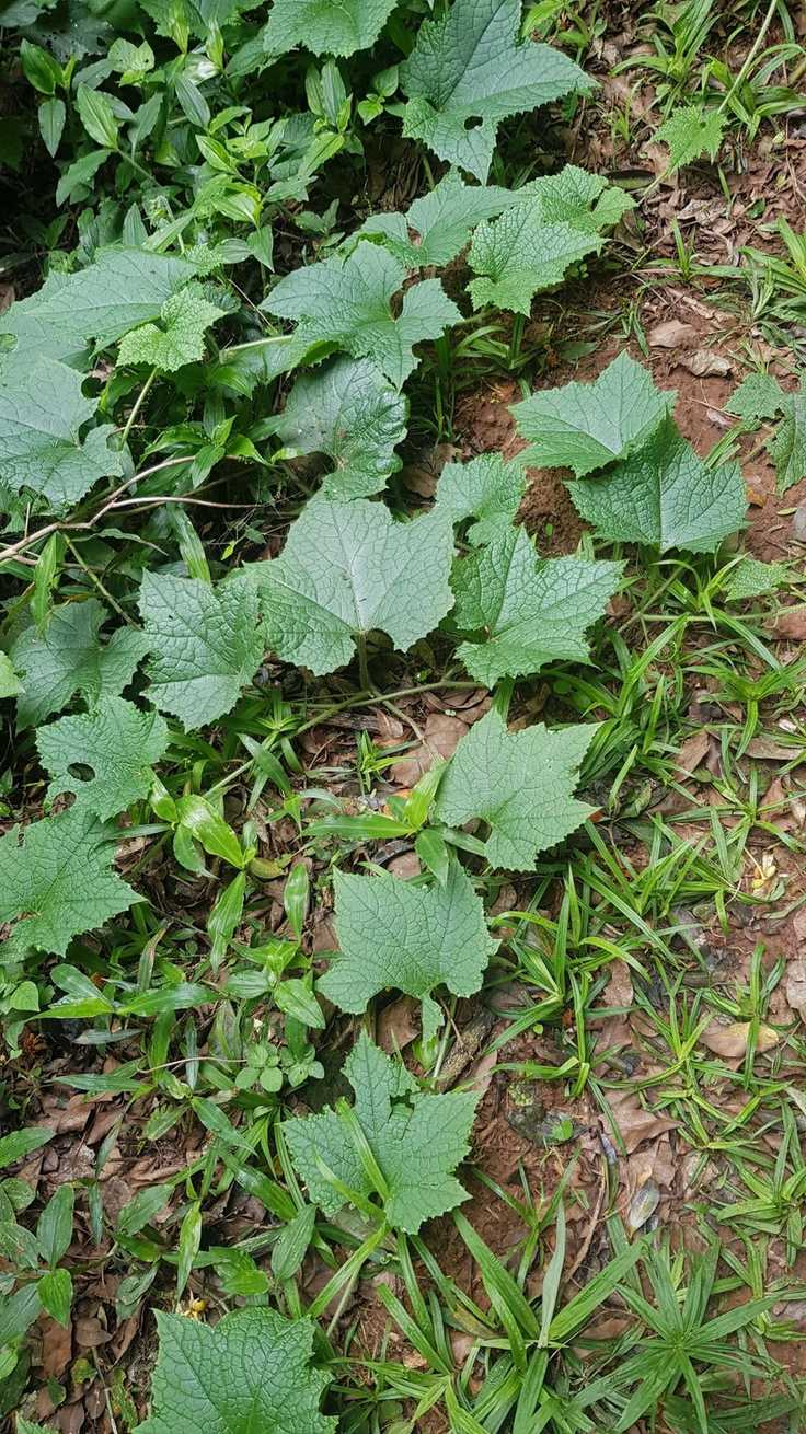 Peponium mackenii