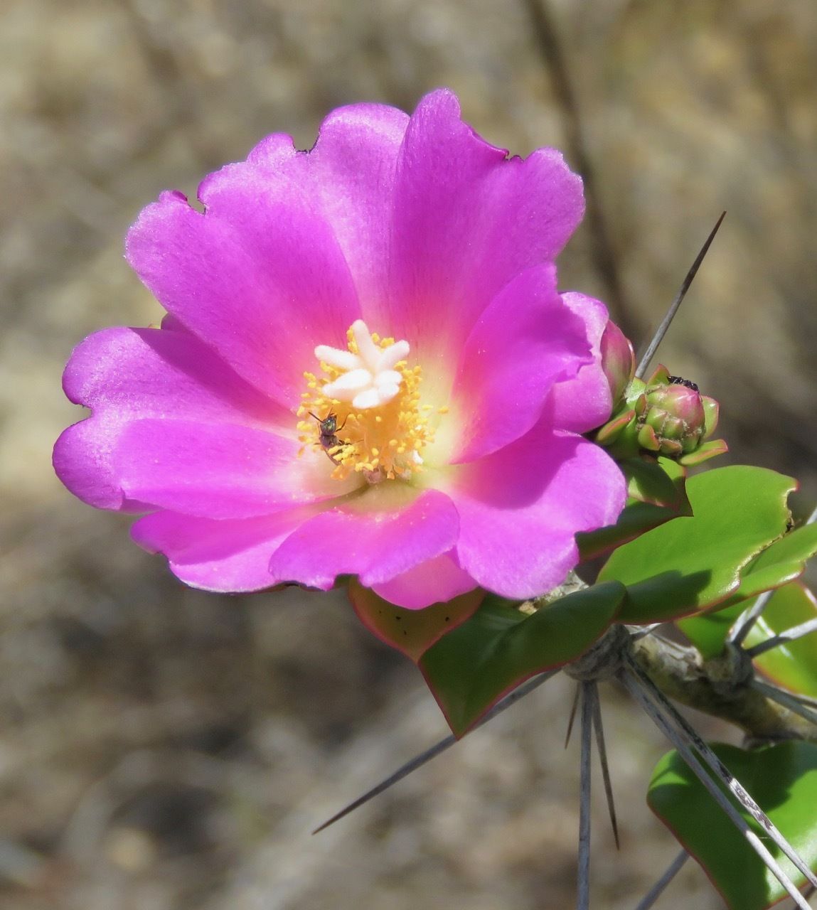 Pereskia bahiensis