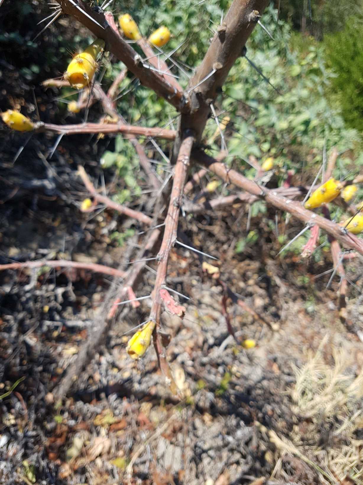 Pereskiopsis kellermanii
