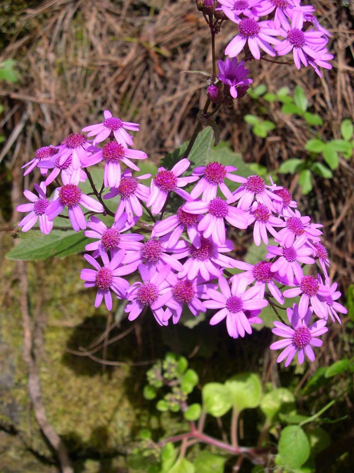 Pericallis cruenta