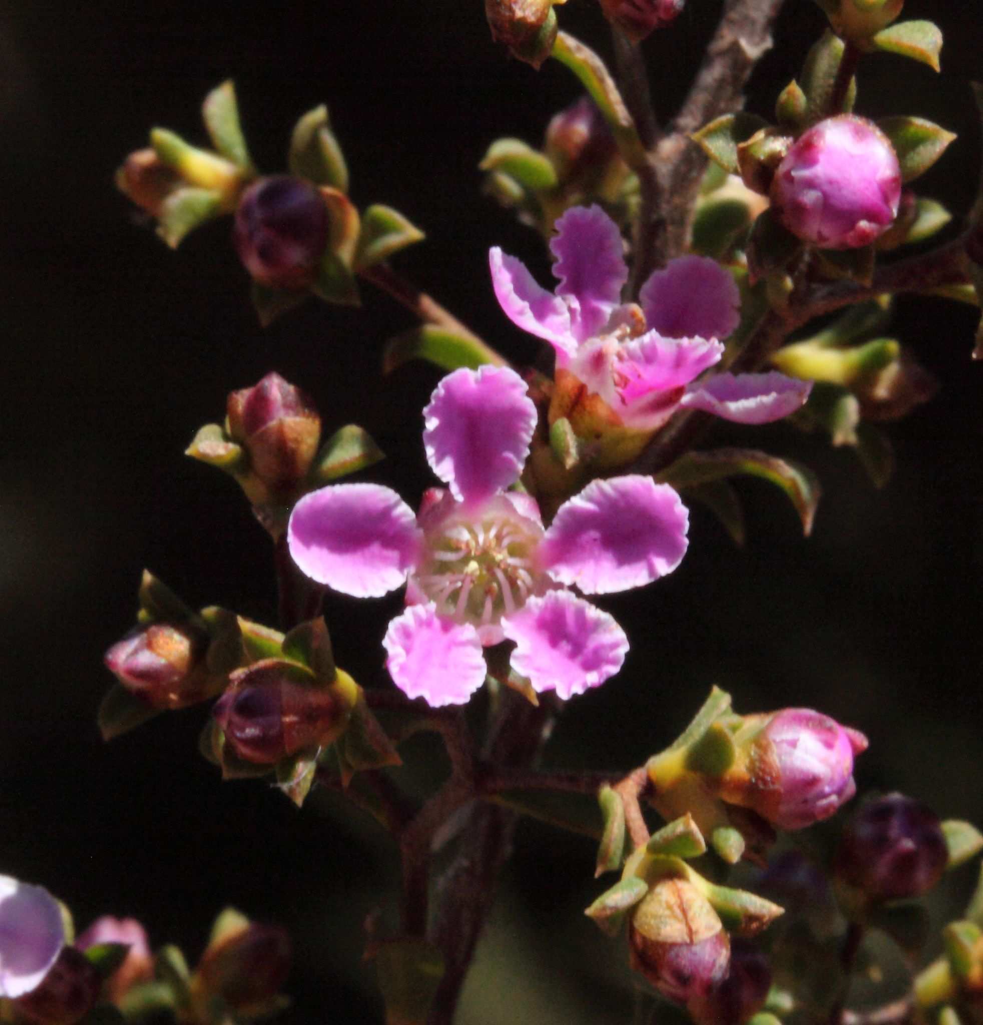 Pericalymma ellipticum
