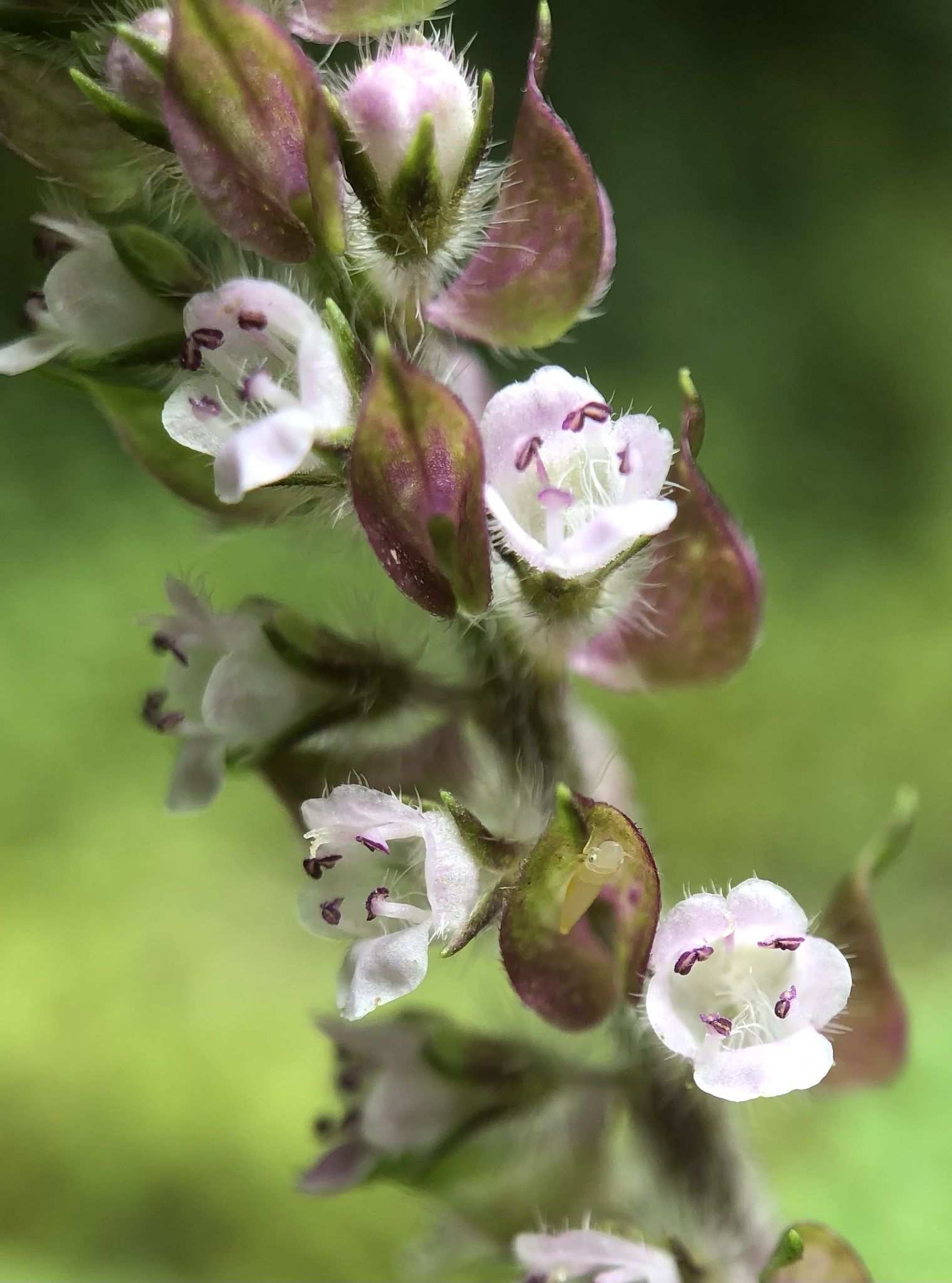 Perilla frutescens