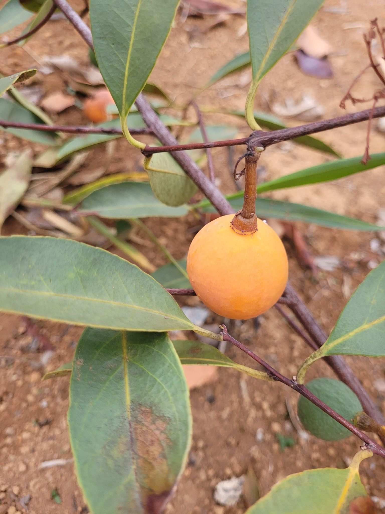 Peritassa campestris