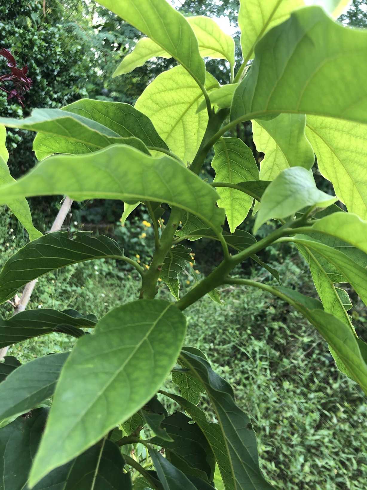 Persea americana