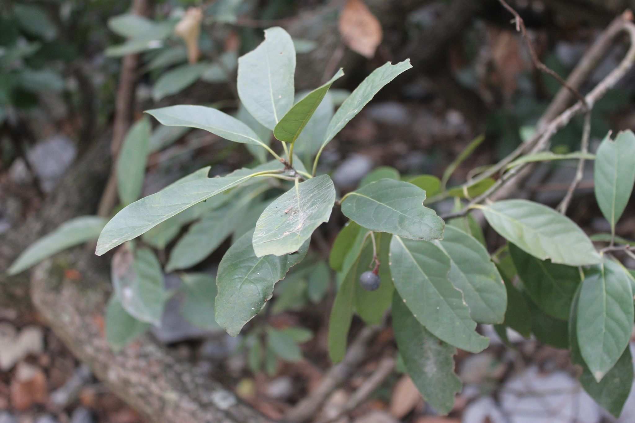 Persea borbonia