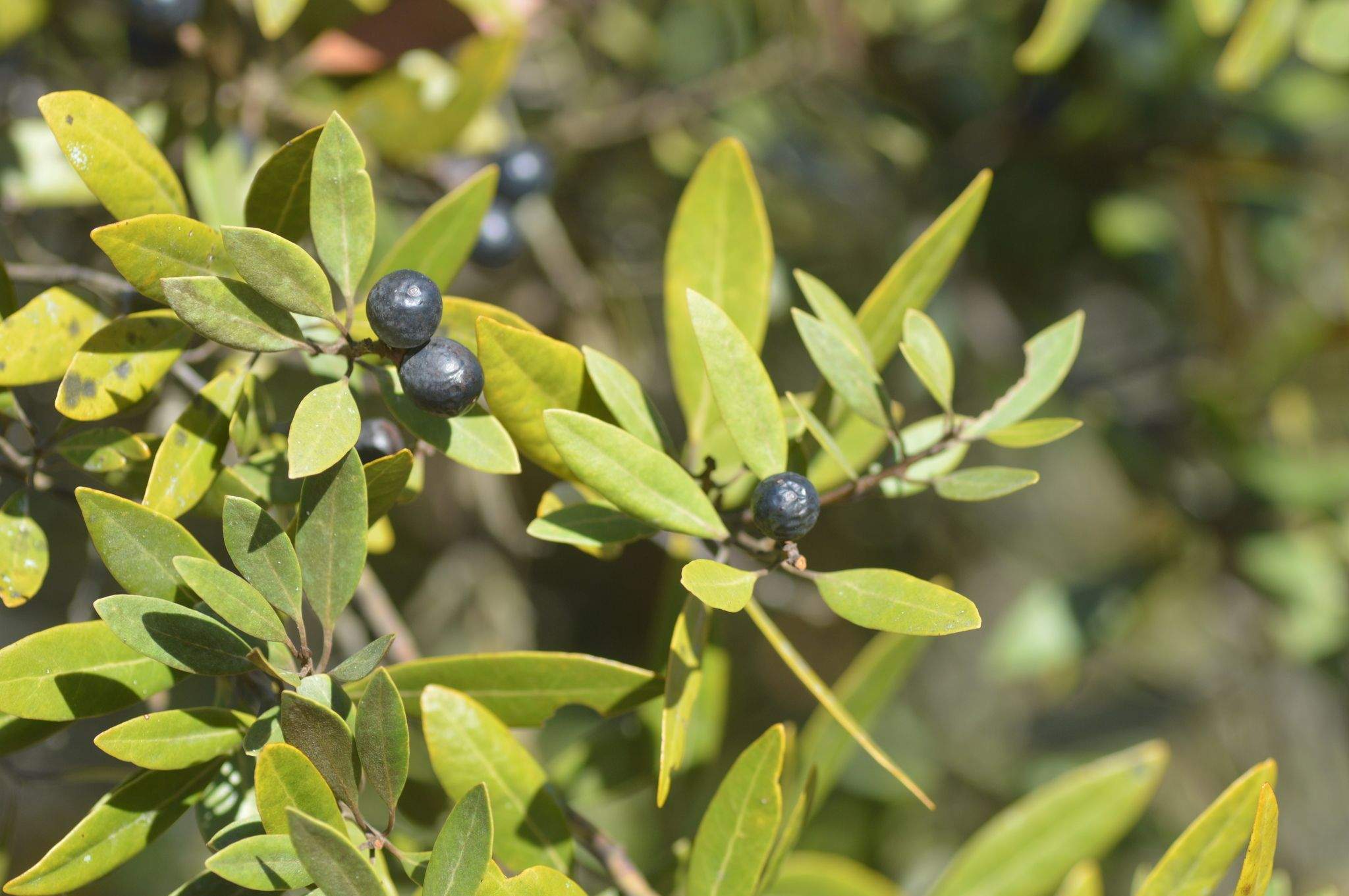 Persea humilis