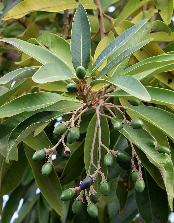 Persea indica