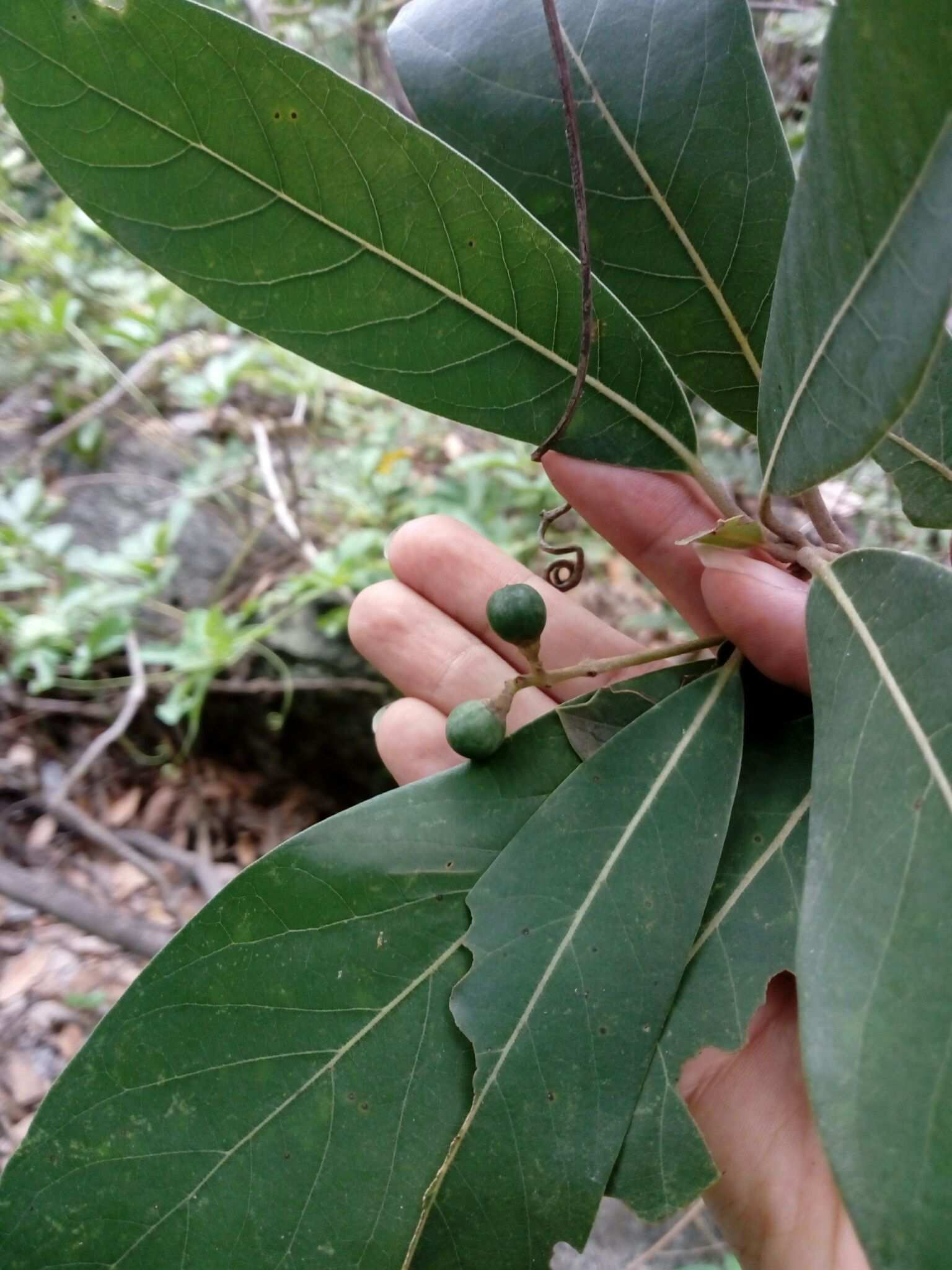 Persea liebmannii