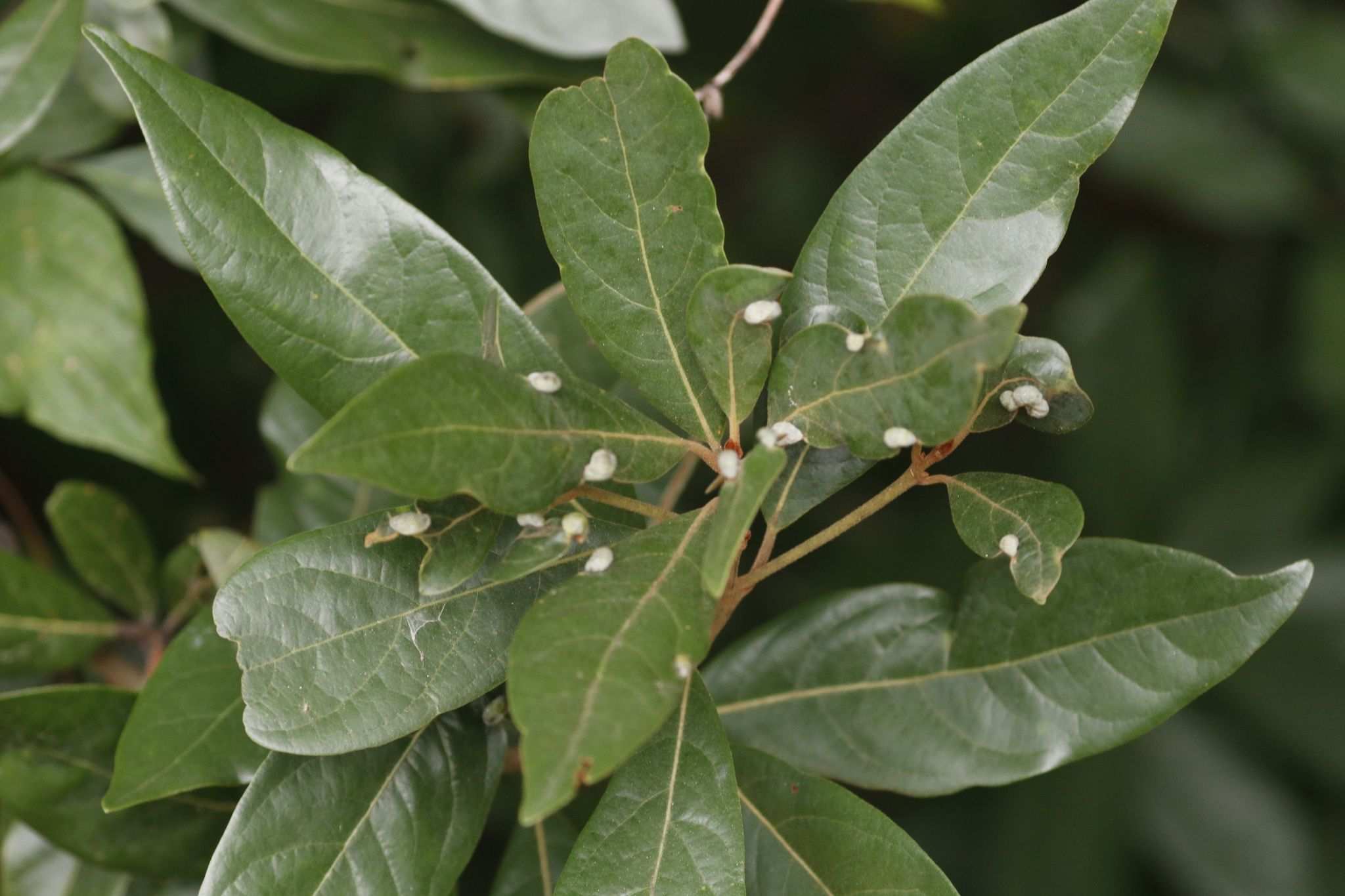 Persea palustris