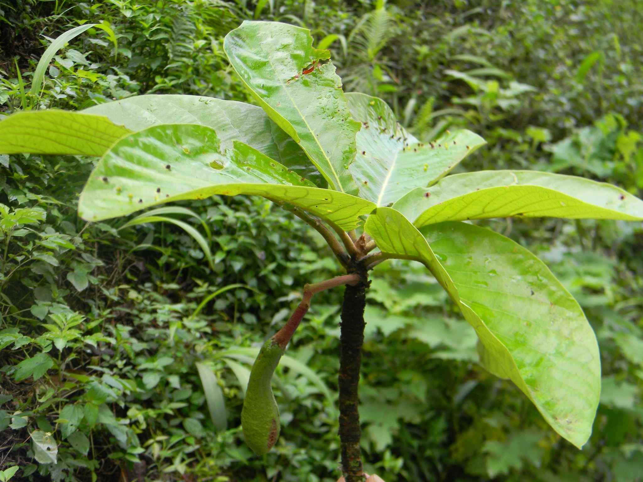 Persea schiedeana