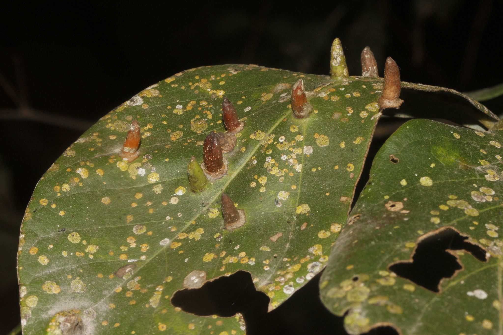 Persea sp.