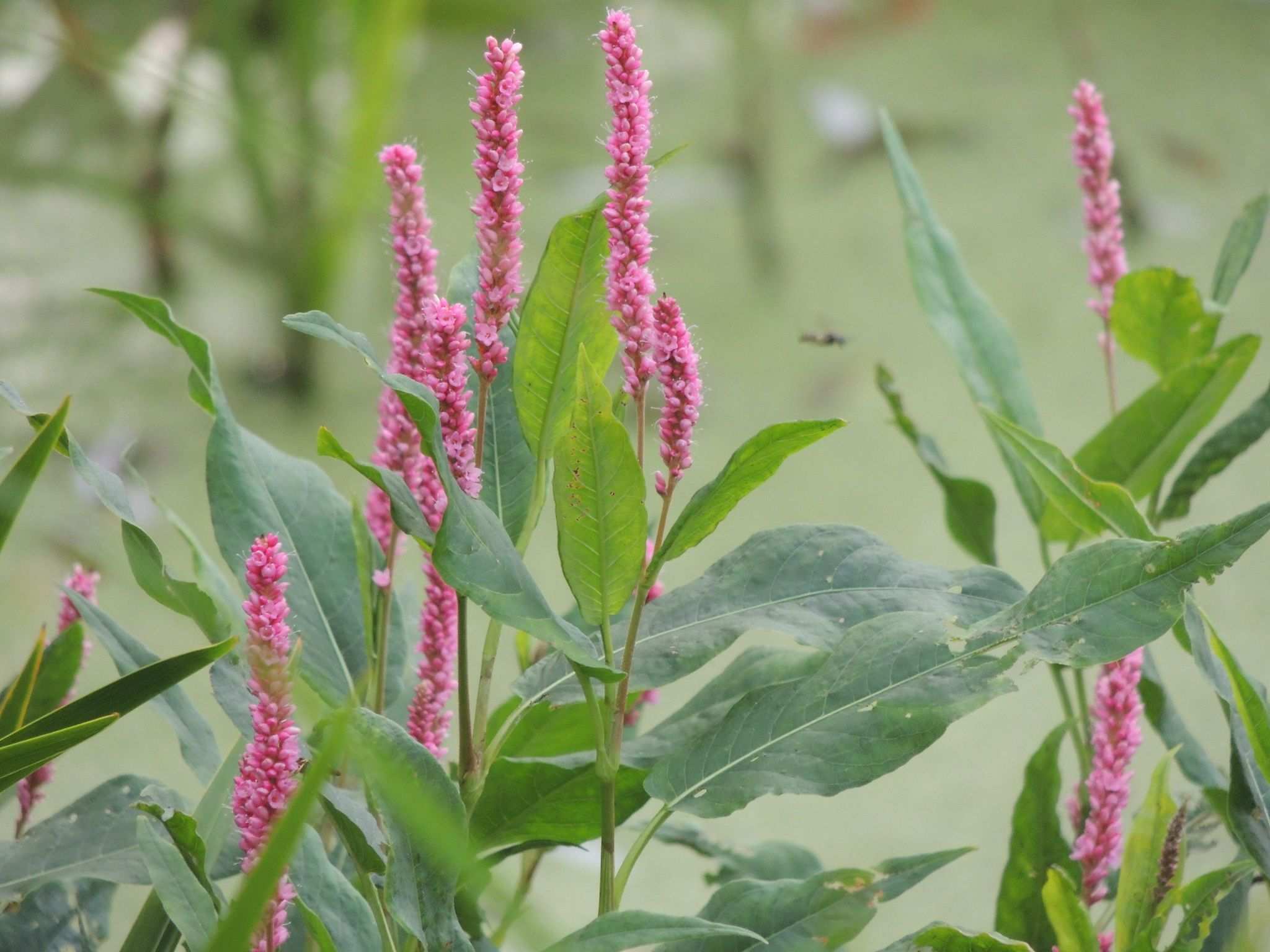 Persicaria amphibia