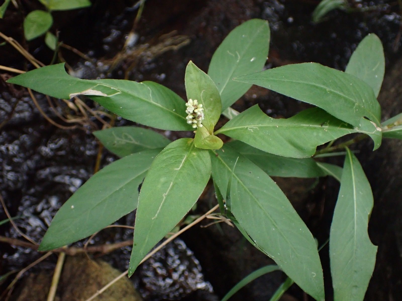 Persicaria barbata