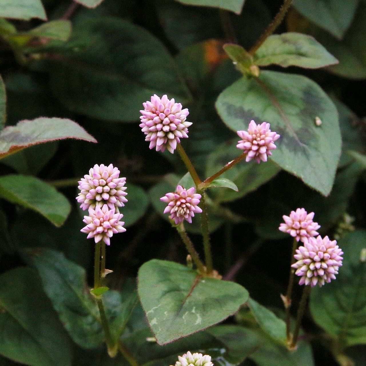 Persicaria capitata