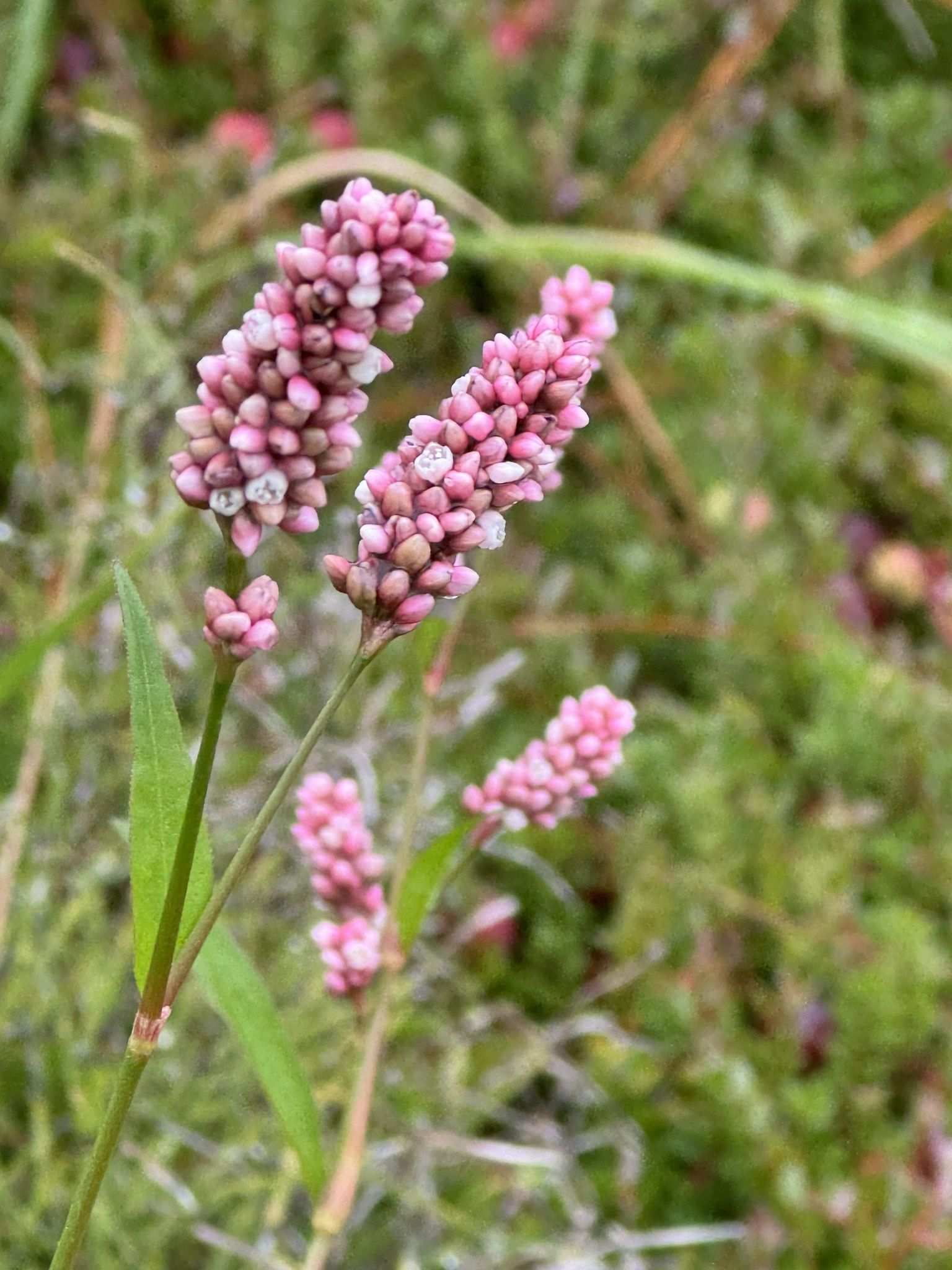 Persicaria maculosa