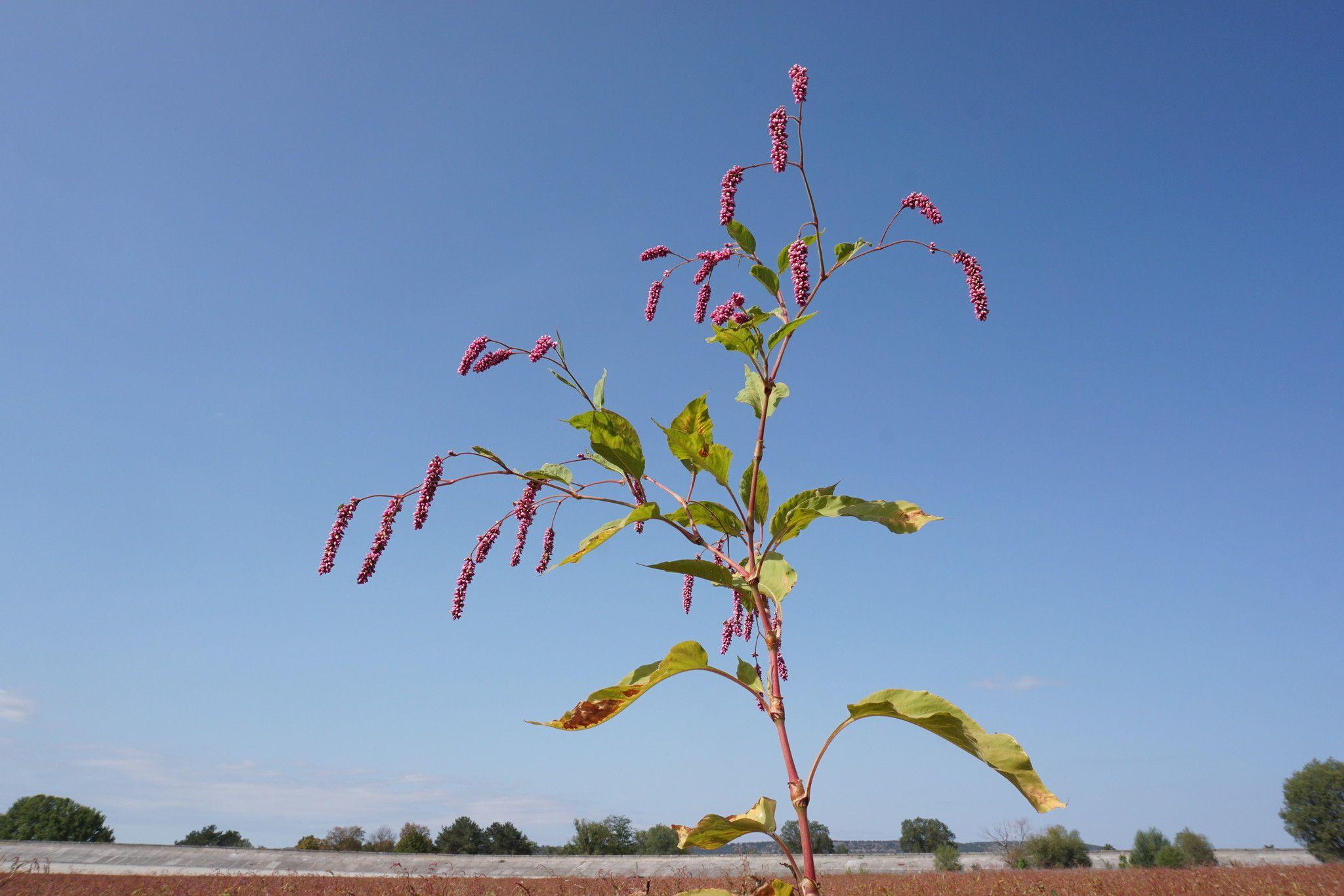 Persicaria orientalis