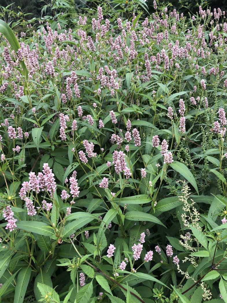 Persicaria pensylvanica