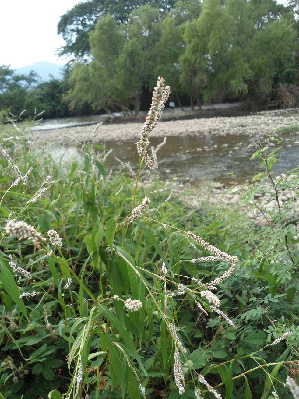 Persicaria segetum