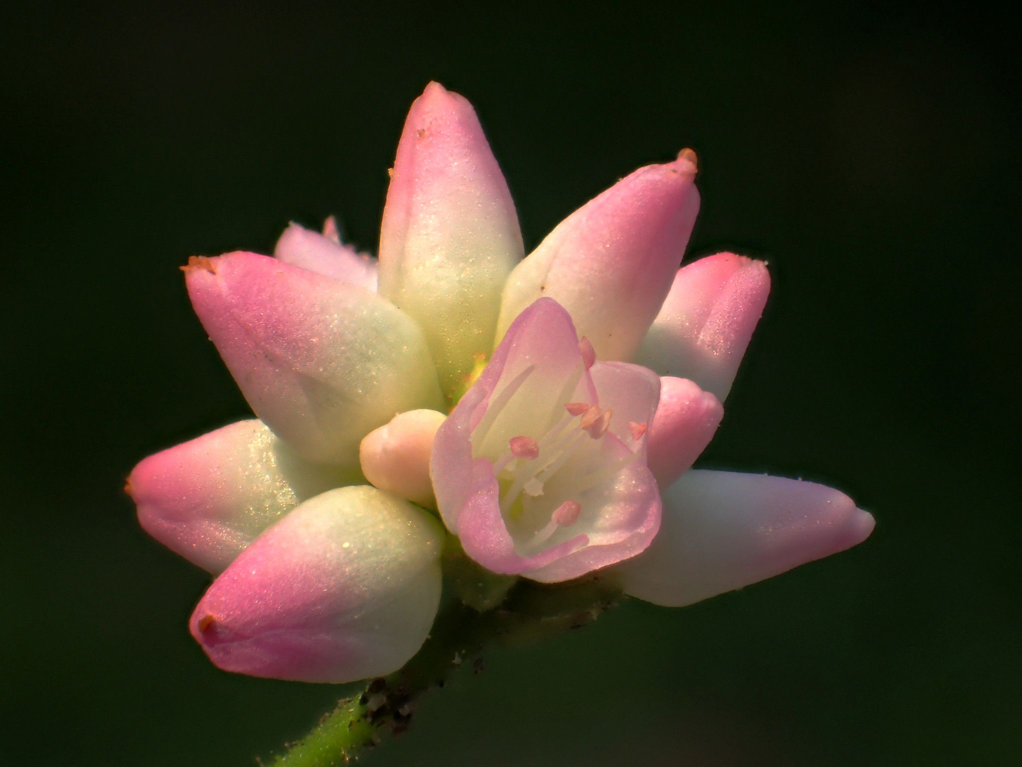 Persicaria senticosa