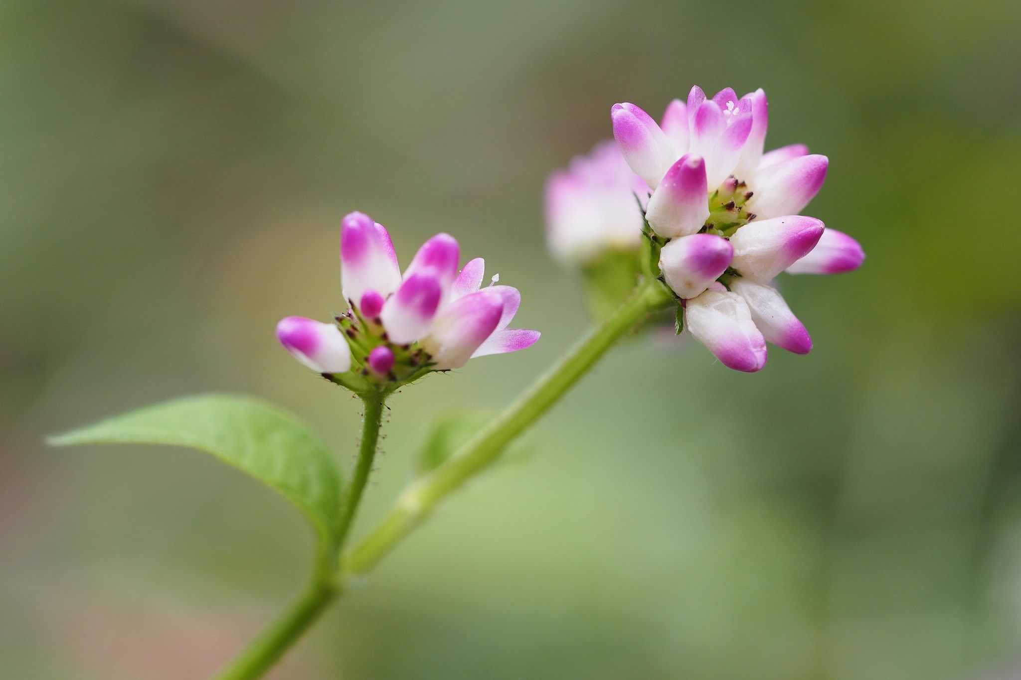 Persicaria thunbergii