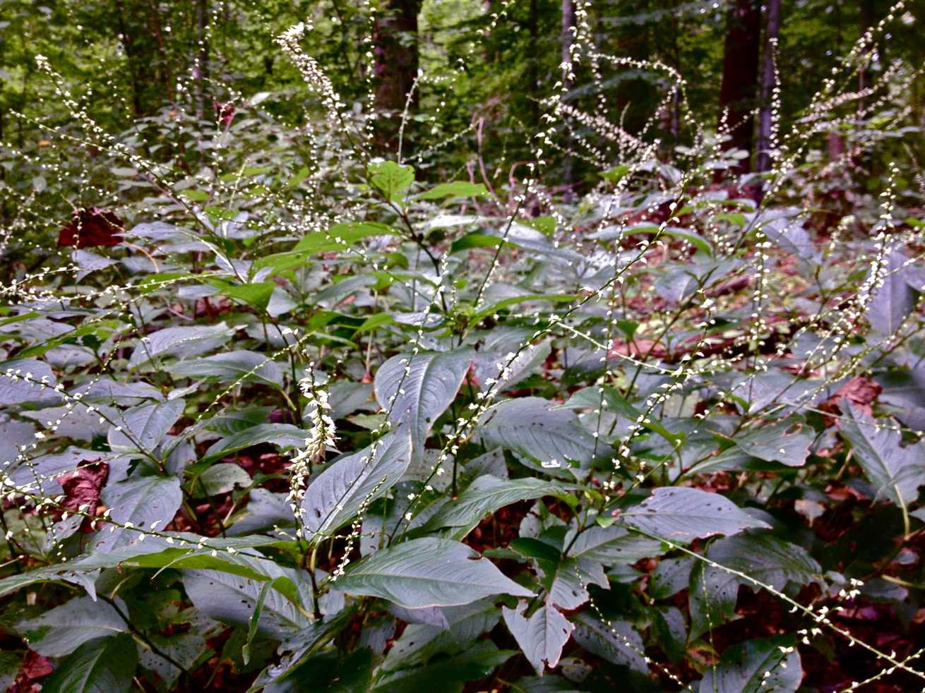 Persicaria virginiana